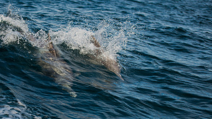 Obraz premium a family of dolphins racing with a boat in the open sea 