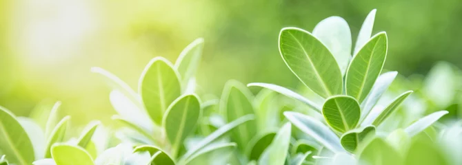 Rolgordijnen Close up van natuur weergave groen blad op wazig groen achtergrond onder zonlicht met bokeh en kopieer ruimte als achtergrond natuurlijke planten landschap, ecologie dekking concept. © Montri Thipsorn