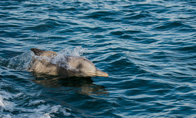 a family of dolphins racing with a boat in the open sea 