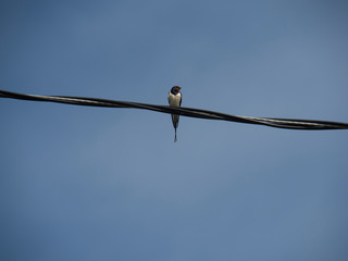 Hirondelle posée  sur un fil électrique © Sandrine Miguirian