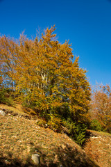 Forest in autumn,foliage of trees, colors in nature