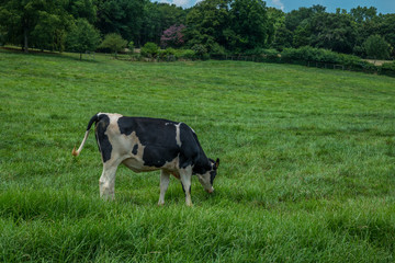 Cow grazing in the pasture