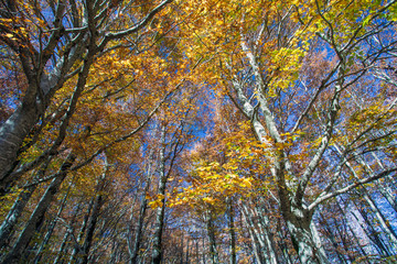 Fototapeta premium Forest in autumn,foliage of trees, colors in nature