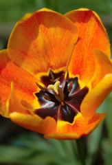 Tulpen Tulipa Frühblüher Frühling Sonnenlicht Farben Pracht Garten bunt Park Holland