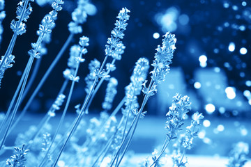 Lavender on villa house yard, blue flowers.