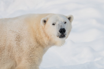 Naklejka na ściany i meble Closeup view of angry polar bear face (Ursus maritimus)