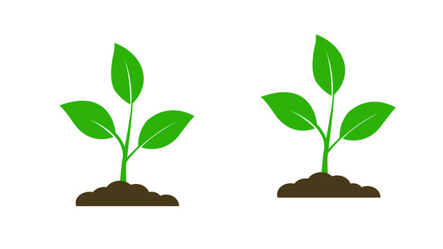  Seedling icon. Plant symbol. Sprout from the ground. Flat style