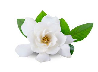 Gardenia flowers on white background