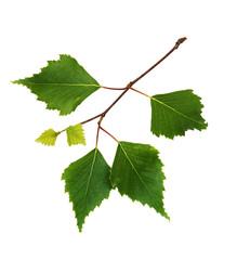 Twig of birch with green leaves