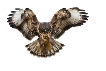 Front view of bird of prey landing isolated on white background. Common buzzard, buteo buteo, in flight cut out on blank. Powerful wild animal moving in nature.