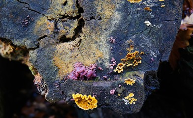 Close up of different brown, purple and yellow bracket shelf fungi on black dead tree trunk in german forest - Germany.