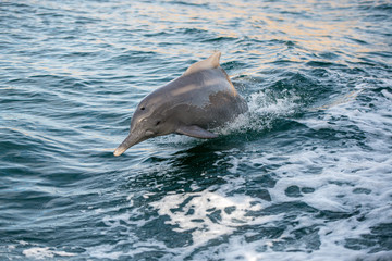 jumping bottle nose dolphins in the idian ocean, enjoying to race with a boat 