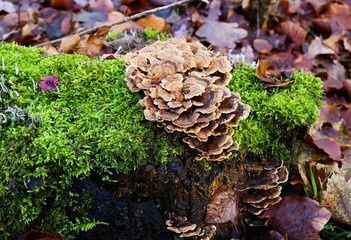 Close up of brown bracket shelf fungi on green moss on dead tree trunk in german forest - Germany. Blurred brown foliage background.