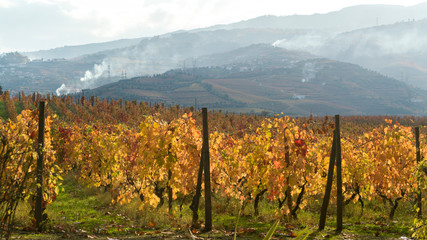 Fototapeta premium Field with mountain range in the background, Douro Valley, Portugal