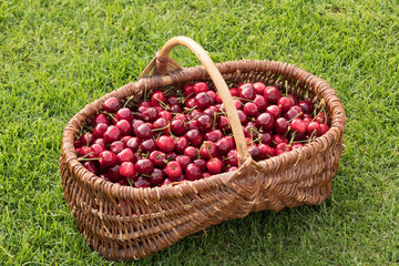Fototapeta na wymiar wicker basket placed on the grass and filled with beautiful red cherries