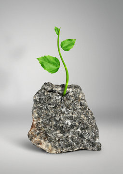 Impossible Concept, Plant Growing In The Rock