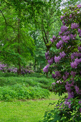 The Tiergarten, walk through the green beautiful park in central Berlin, green lawns and beautiful flowers