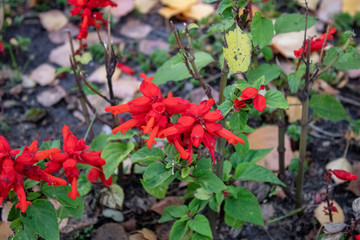 Decorative flowerbed with green leaves and bright red flowers autumn evening