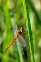 Pantala flavescens (globe skimmer, globe wanderer or wandering glider) dragonfly resting on a blade on grass in early morning sunlight, Entebbe, Uganda