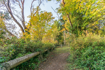 Autumn Trees And Fence 4