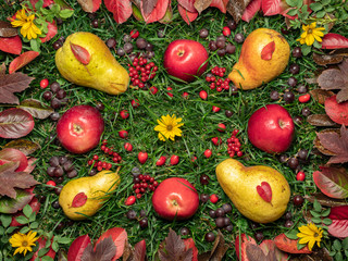  Still life. Pears and apples. Spring harvest