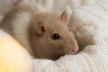 beige rat sits on a beige plaid, background with texture