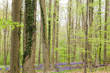 Fototapeta premium Springtime landscape in a forest with beech trees and bluebells blooming