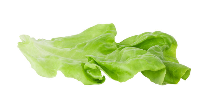 Fresh lettuce leaf isolated on white background with clipping path
