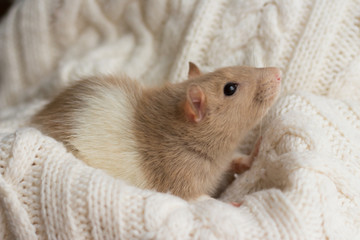 beige rat sits on a beige plaid, background with texture