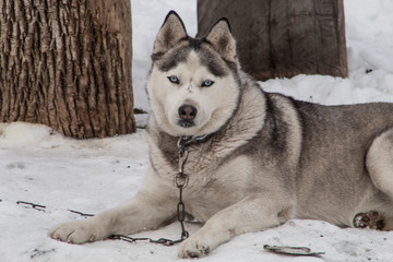 siberian husky in the snow