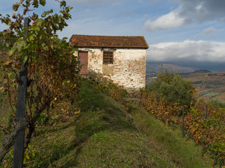 Weathered building and vineyard, Viseu District, Douro Valley, Northern Portugal, Portugal