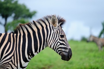 Selective focus shot of a zebra on a field covered with green grass