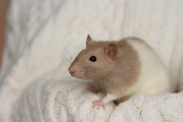 beige rat sits on a beige plaid, background with texture