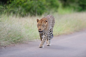Beautiful African leopard walking on a road surrounded by grassy fields and trees