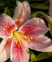 closeup of a pink lily with a blurred background 