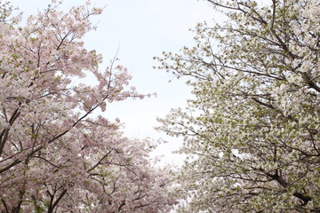 桜