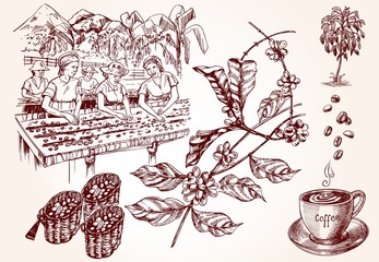 Coffee harvesting. Vintage illustration of coffee making process.