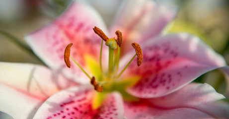closeup of a pink lily with a blurred background 