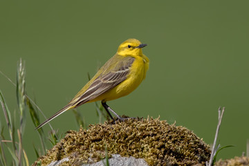 Yellow Wagtail Perched