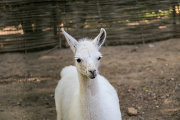 Fototapeta premium Beautiful Llama in the zoo.