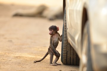 Cute baby baboon by a car tire on a gravel road