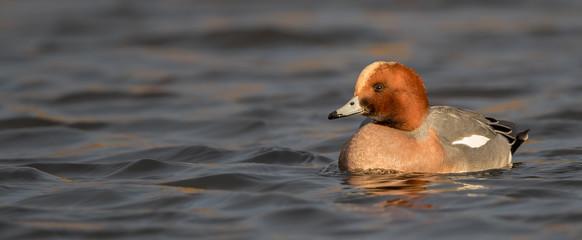 Wigeon Swimming