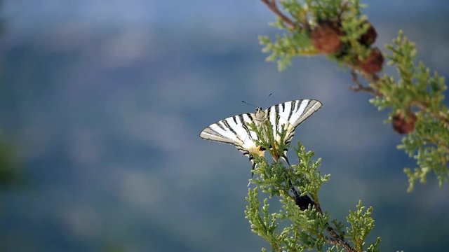 Close-up of a beatiful white and black big butterfly sitting on the branch