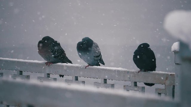 pigeons during snowfall in winter