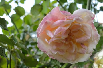 flor rosa clara