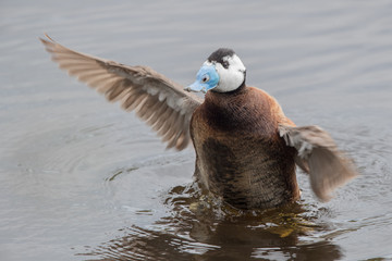 White Headed Duck