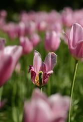 Tulpen Tulipa Blüten Blumen Park verblühen Blatt verlieren welken Symbol Frühling Sonne Bote Blütenblatt