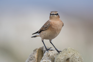 Wheatear Perched on Rock