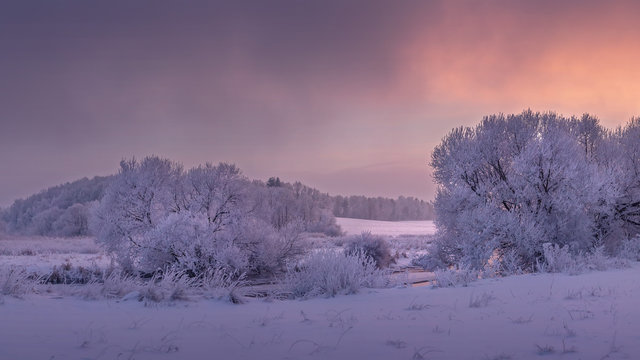 Winter landscape in morning colorful sunrise. Frosty trees covered hoarfrost. Christmas holiday background. Amazing winter scene