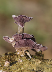 Trichaptum fuscoviolaceum Violet toothed polypore lovely purple mushroom that grows upholstering decaying branches and trunks